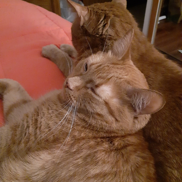 Meet your Posher, Karen - Picture 3 of 4